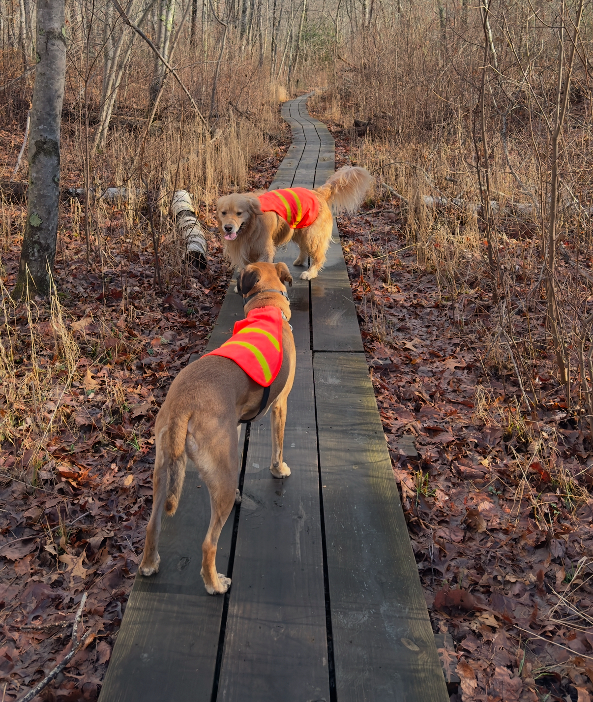 Winnie dog blaze orange dog-friendly hiking trail in rhode island